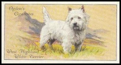 48 West Highland White Terrier